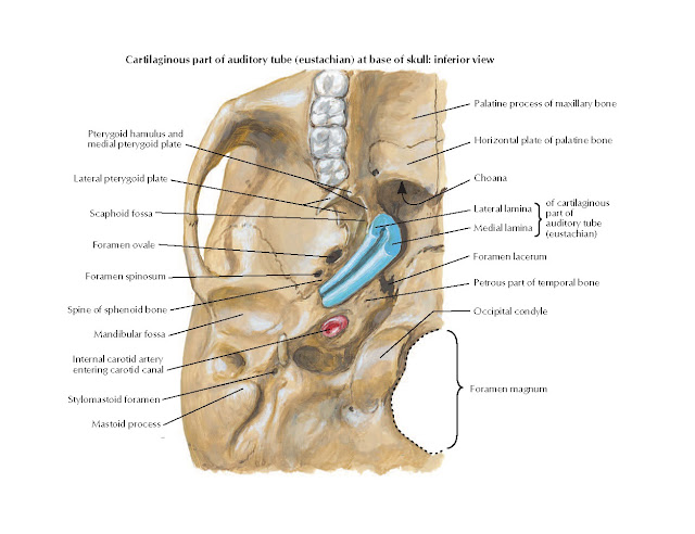 Auditory Tube (Eustachian) Anatomy