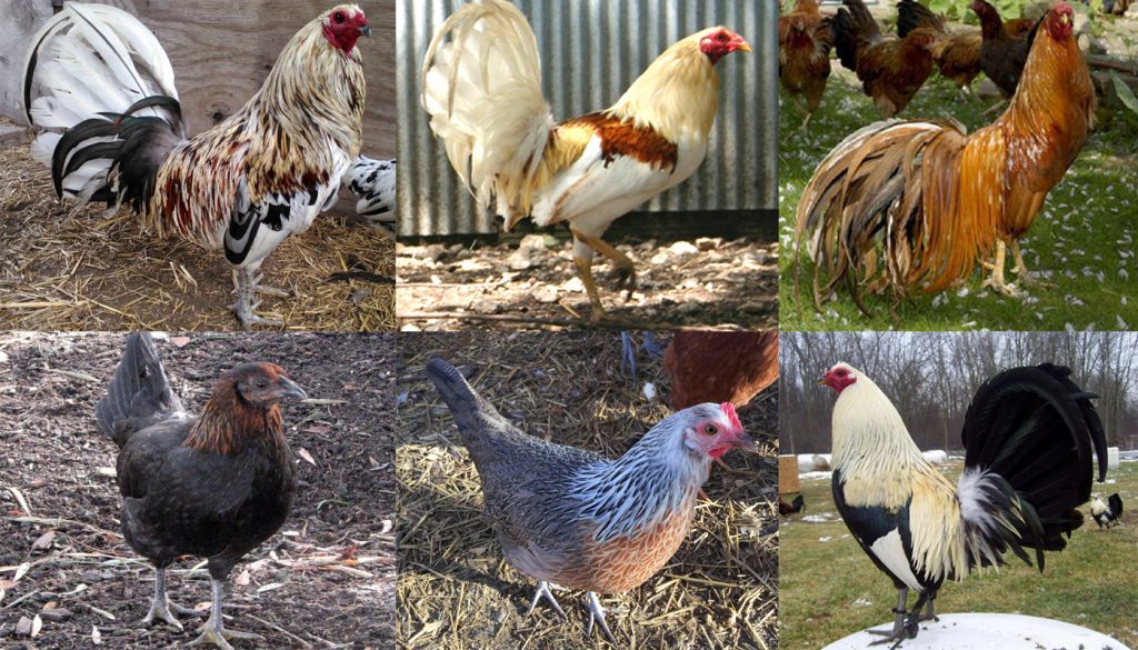 Download free eBook on how to breed Gamefowl