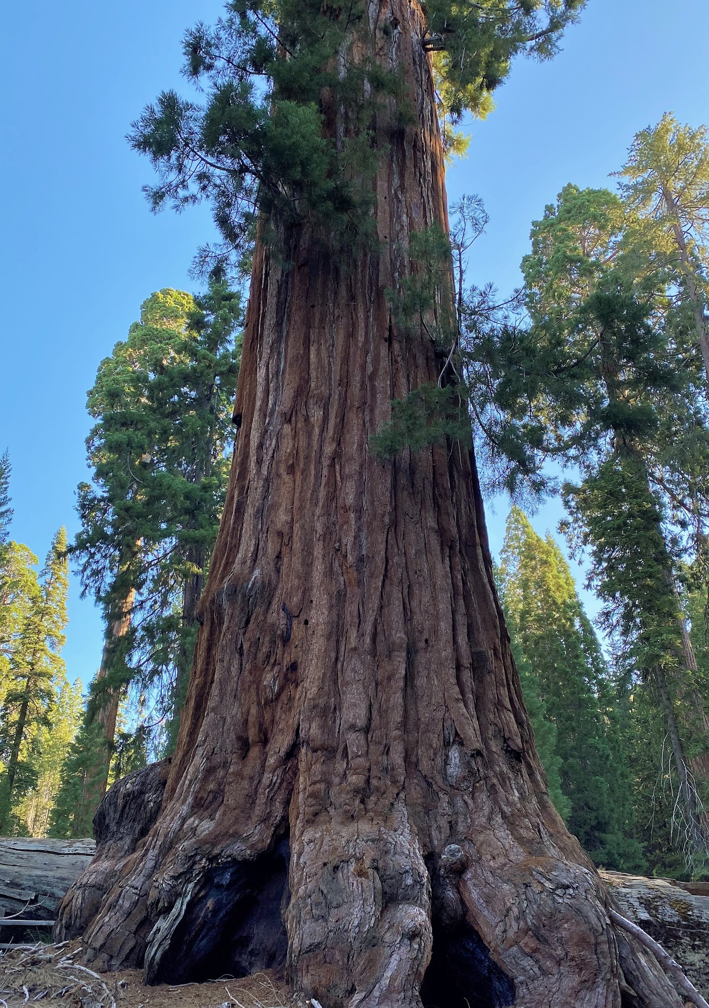 Souvenir Chronicles CALIFORNIA, SEQUOIA NATIONAL PARK THE GENERAL