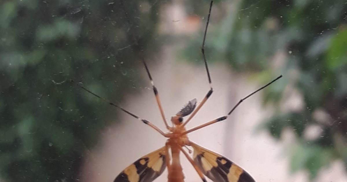 A Stranger To My Life