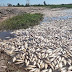 SANTA FE: GRAN MORTANDAD DE PECES POR GLIFOSATO Y OTROS AGROTÓXICOS