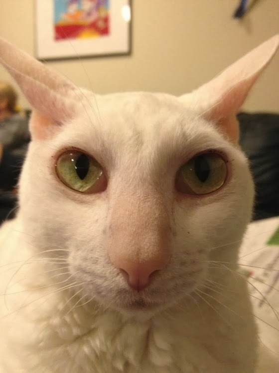 I Have Seen The Whole Of The Internet: Big Nose Cat