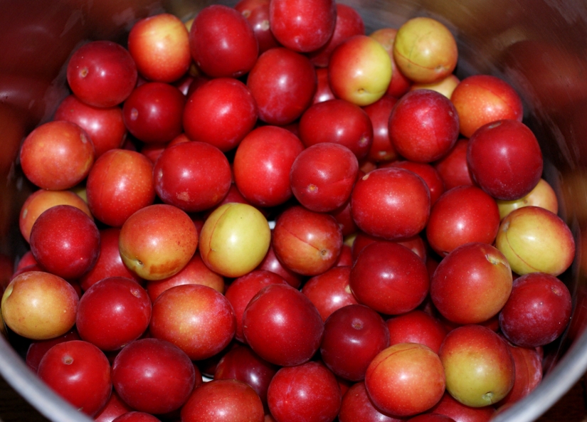 lightly enchanted Cherry Plum Cordial