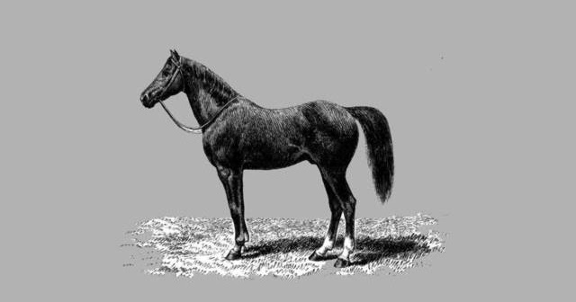 Gedichte Und Zitate Fur Alle Gedichte Pferd