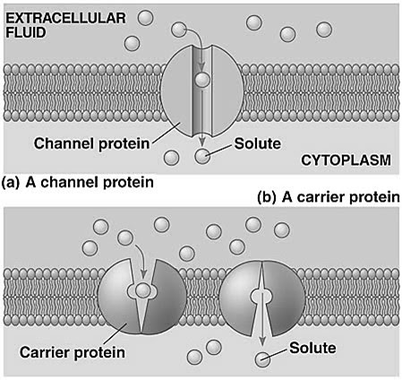 Student Study Notes: SPM Biology 3 Movement of Substances Across the ...