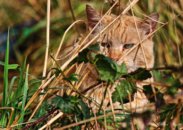Hidden beige ginger feral cat