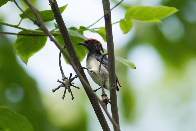 Scarlet-backed Flowerpecker - Singapore Botanic Gardens