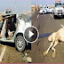 Car driver claims motor insurance for camel collision video