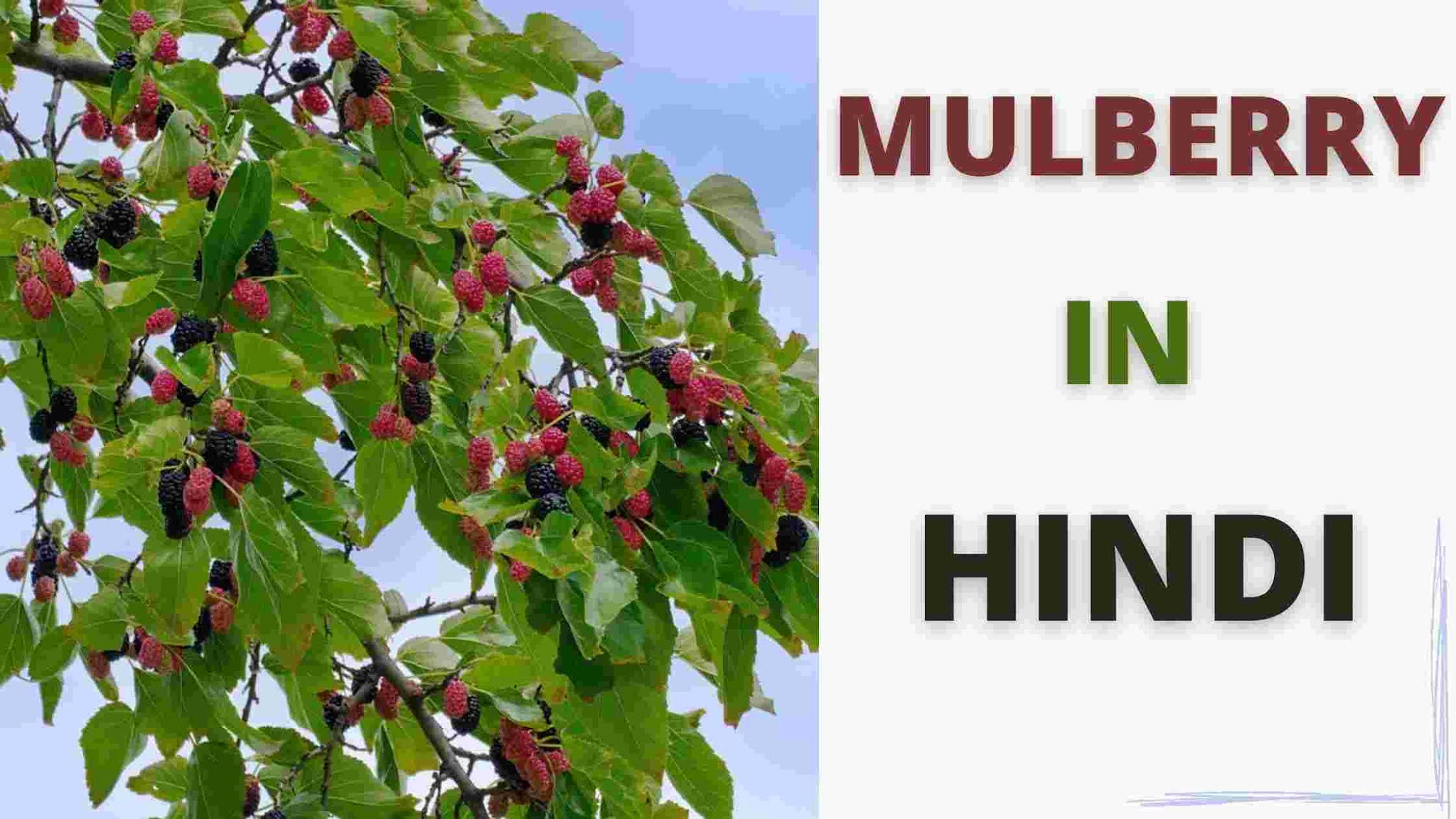 mulberry-in-hindi
