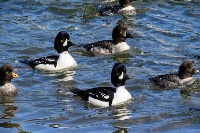 One Day in Seattle: Barrow's Goldeneye Ducks at Ballard Locks