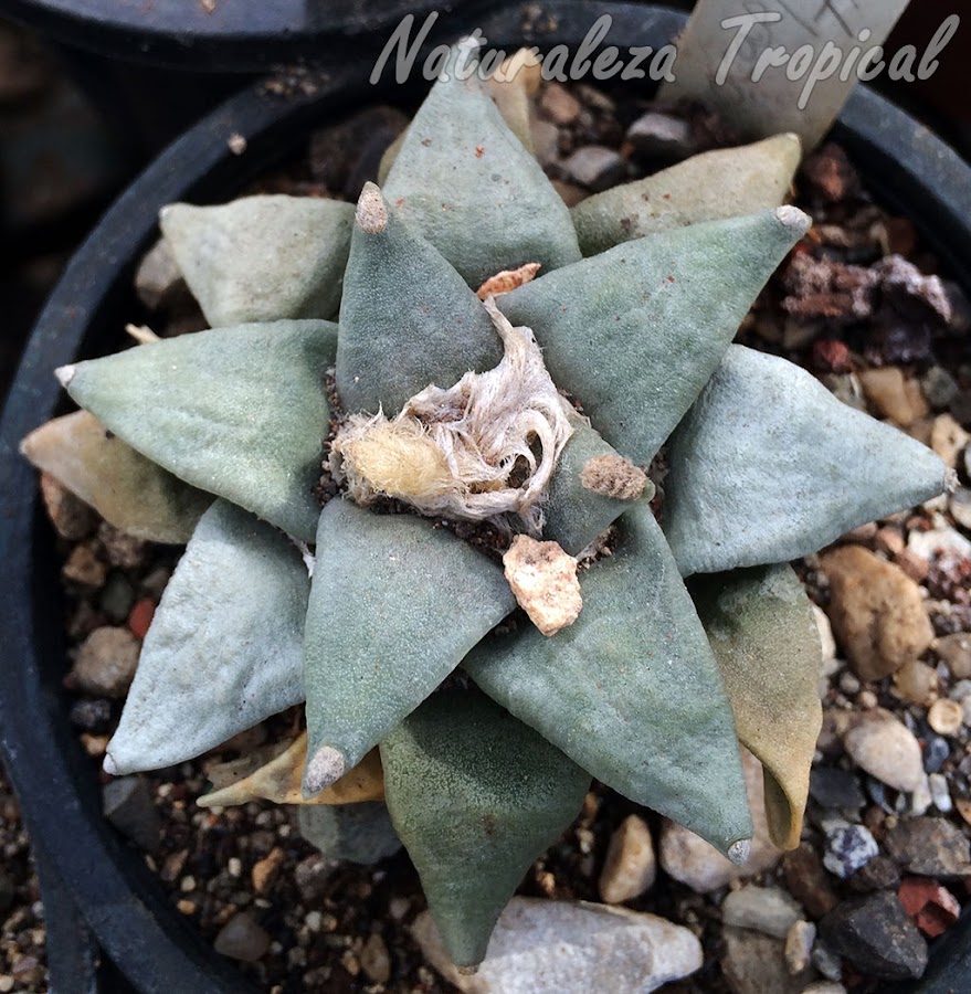 Vista del cactus Ariocarpus trigonus