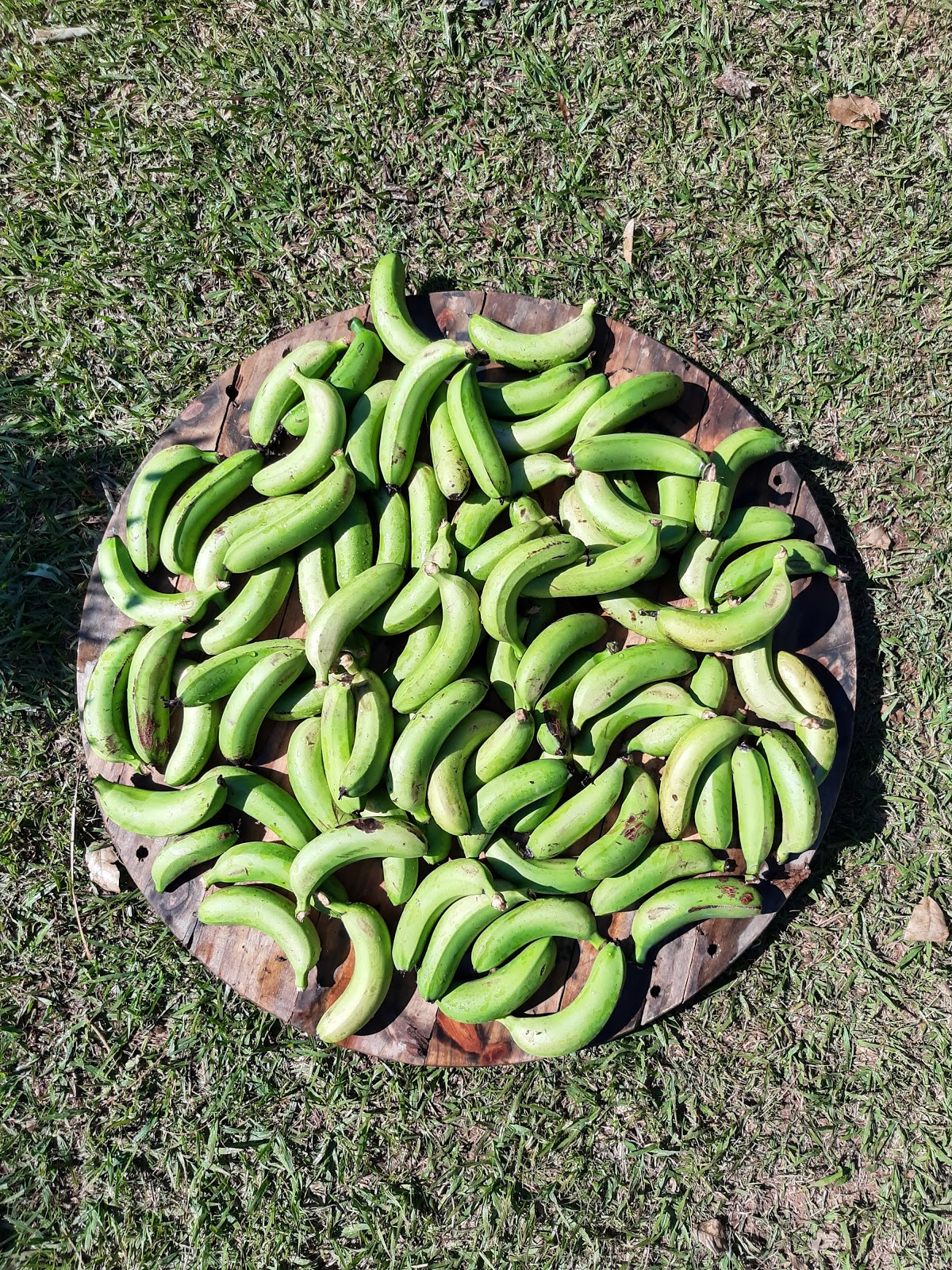 Come Se Pao De Banana Verde Com Fermentacao Natural