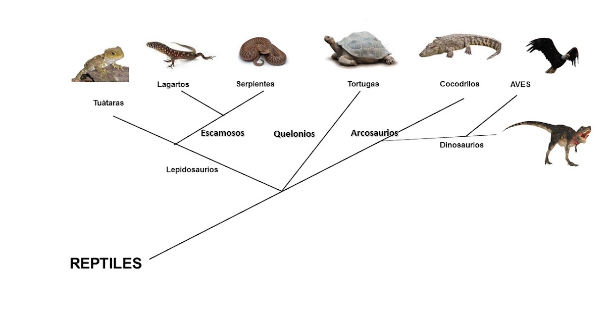 REPTILES: ¿Qué y quienes son los reptiles?