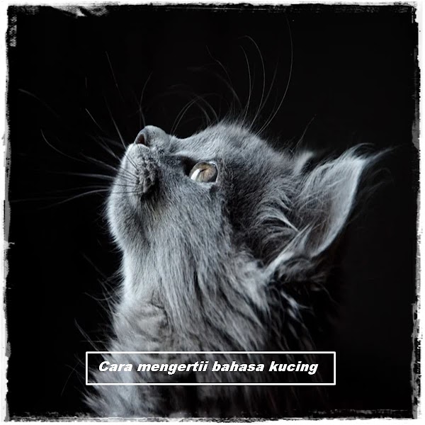 Cara Mengerti Bahasa Kucing, Mudah Secara Lengkap Cara Mengerti Bahasa Kucing, Mudah Secara Lengkap