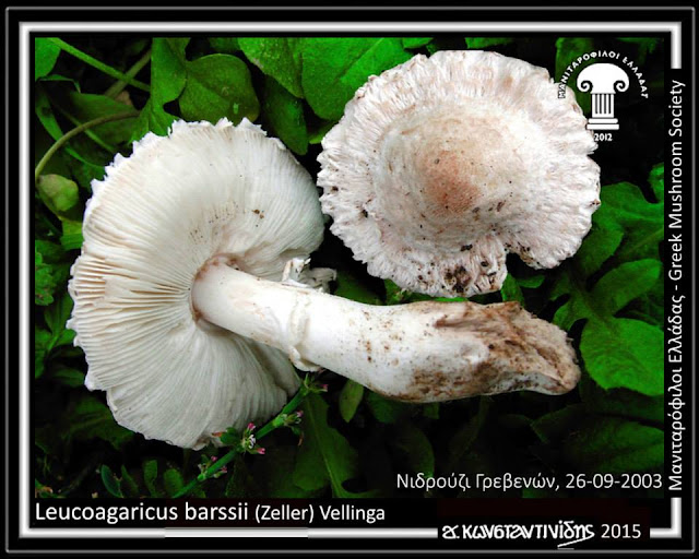 Leucoagaricus barssii (Zeller) Vellinga