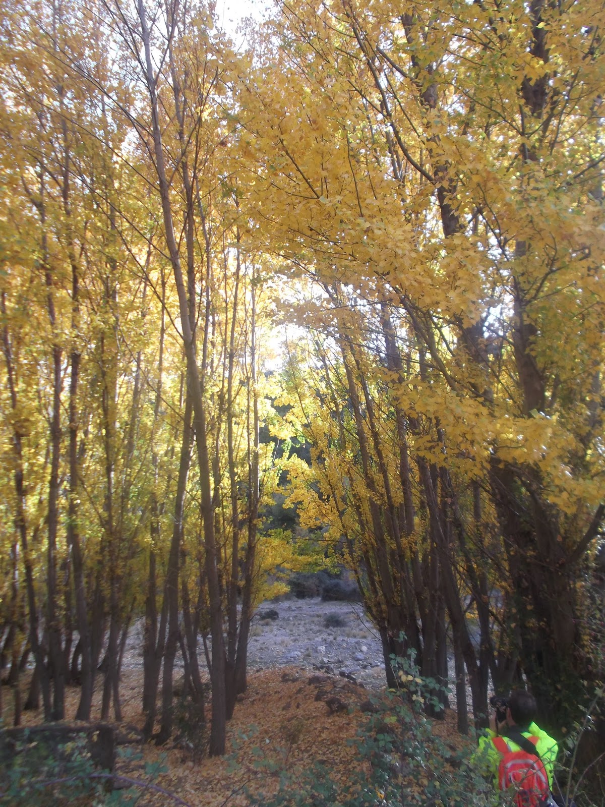 Senderistadelaloma Ruta del Bosque Encantado (Granada) Dehesa del Camarate