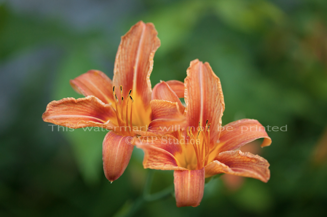 Daylily_6609 Photo Print