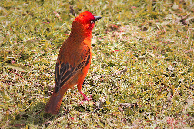 cute bird pic cute bird pic