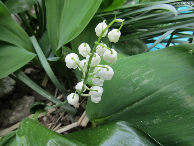 lily of the valley plant in Romania