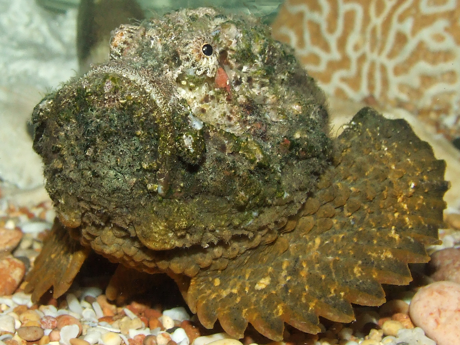 Real Monstrosities Stonefish real-monstrosities-stonefish