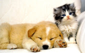 Cats and Dogs image
