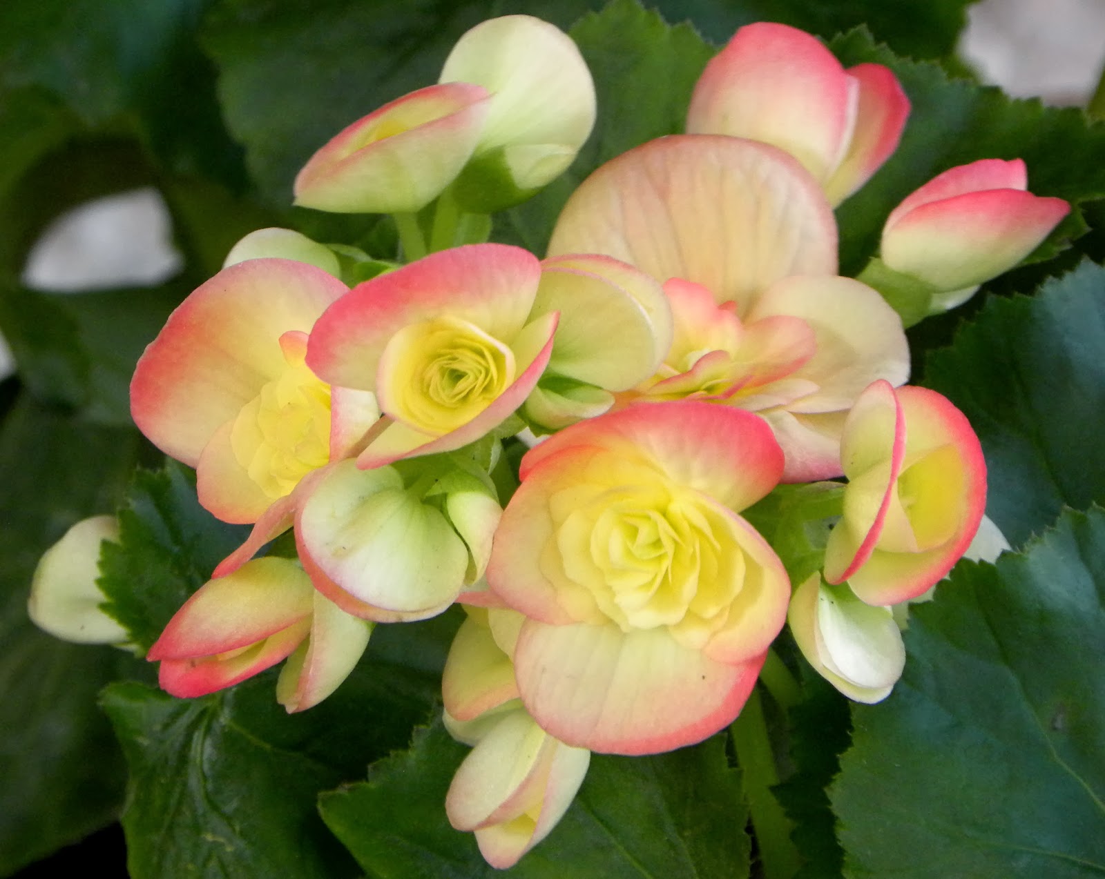 Flower Homes Begonia Flowers
