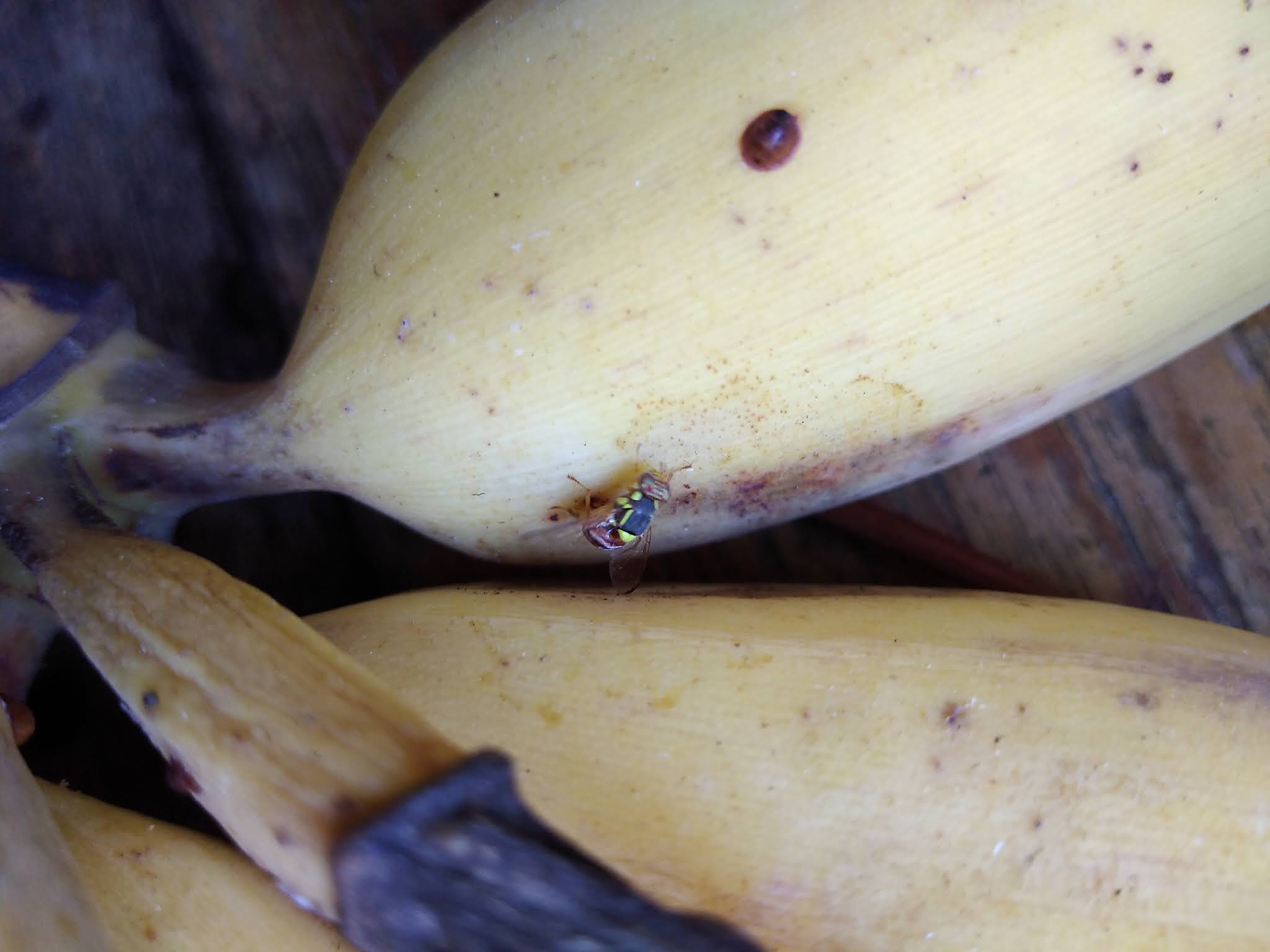 Oriental fruit fly laying eggs แมลงวันผลไม้ แมลงวันทอง กำลังวางไข่