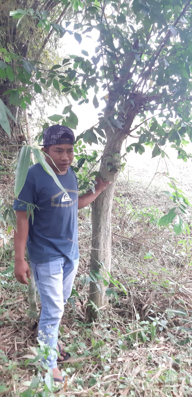 Menemukan Pohon Serut Besar  di Pinggir Desa Agus JP