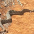 Cobra com quase dois metros surpreende trabalhadores rurais