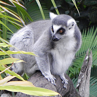 Endangered Lemur (Photo by J.J.)