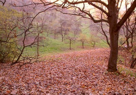 Curiosos temas do mundo: Porque as folhas das árvores caem no outono?