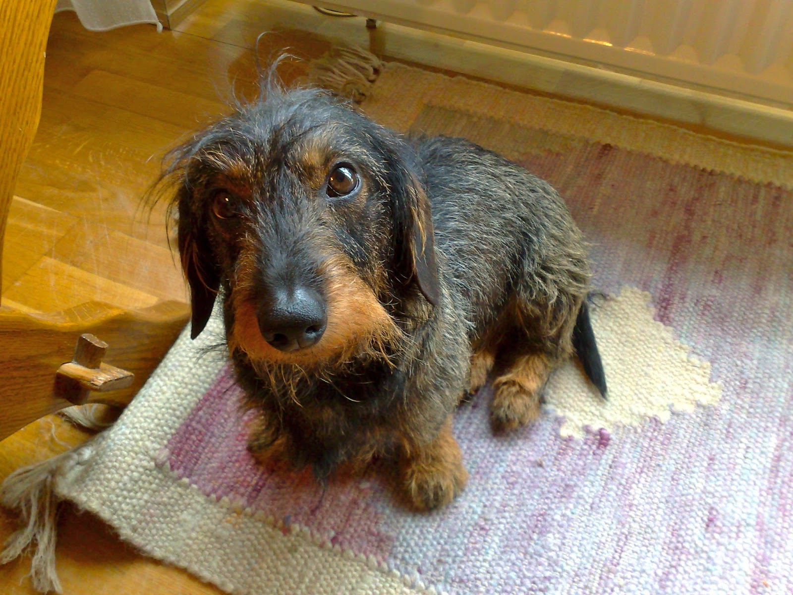 (Wir zwei Beide und) Das tägliche Leben ohne meinen Hund. Der zweite