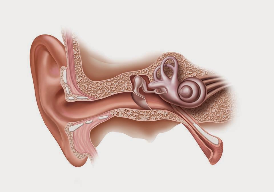 Слуховой аппарат внутреннего уха. Кондуктивная тугоухость. Кондуктивная и нейросенсорная тугоухость. Нейросенсорная тугоухость это уха что. Кондуктивная тугоухость отит.