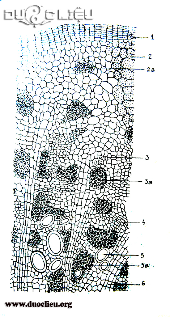 Vi phẫu Cam thảo Bắc 