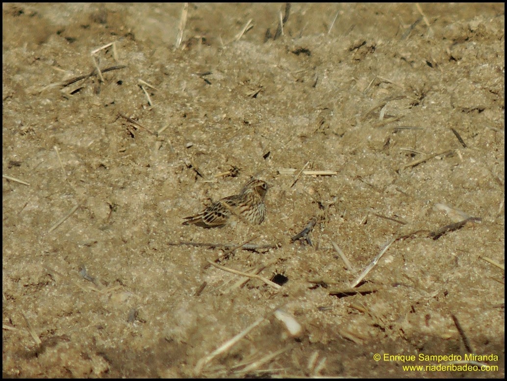 Ría de Ribadeo 2014