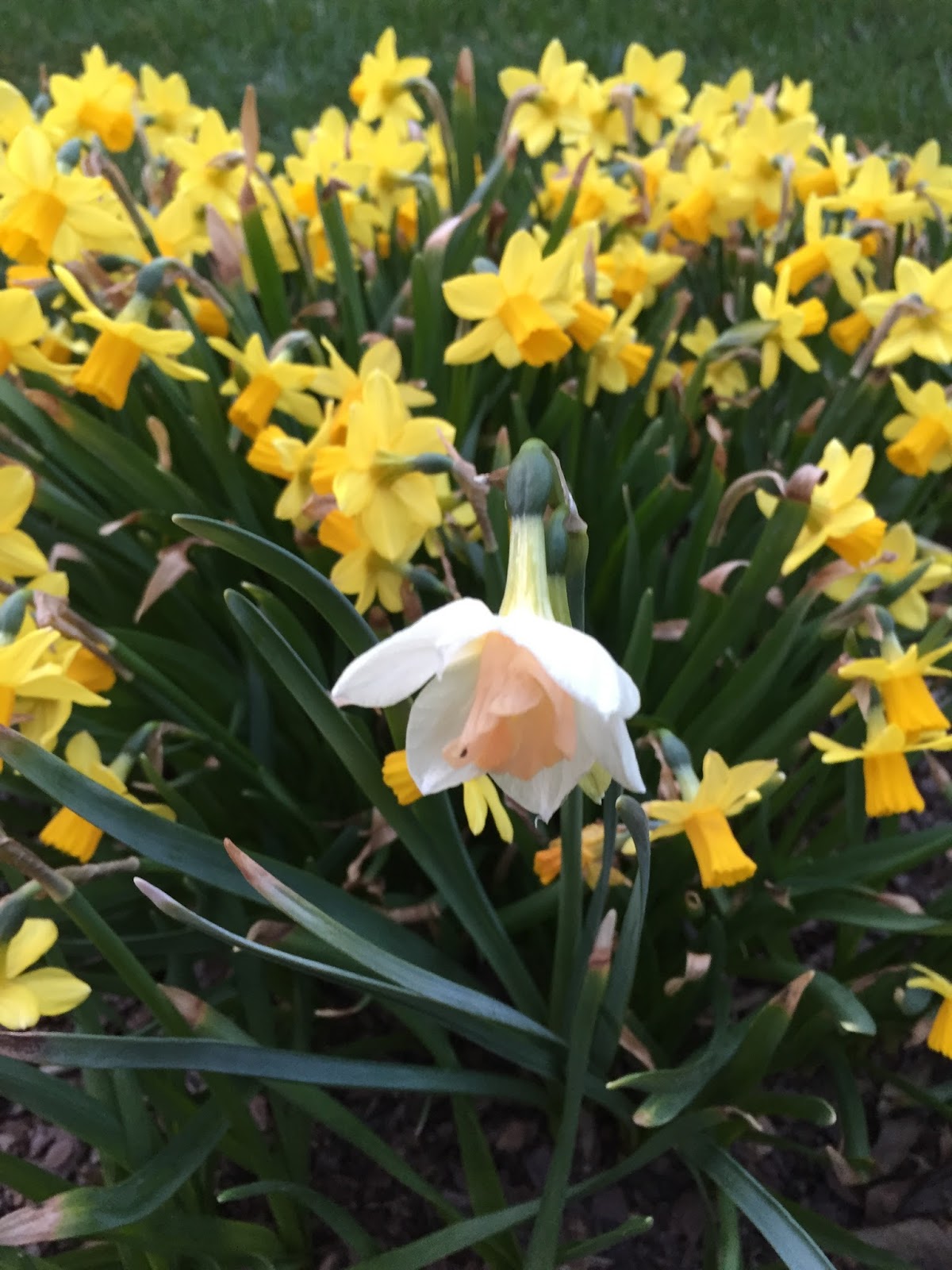 Lessons from Flowers Don't be afraid to be different