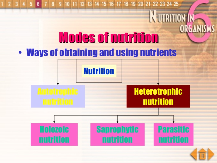 NUTRITION IN PLANTS TYPES , AUTOTROPHS AND HETEROTROPHS CURIOUS FACTS