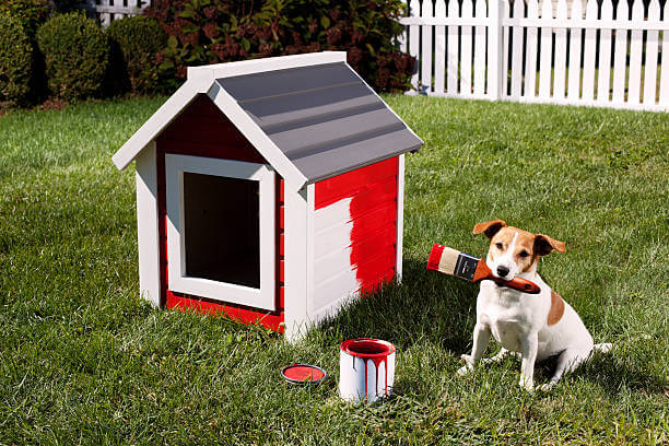 Lograr ataque metano Oxiconsejos para decorar la casa de tu perro