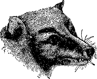 Pteropus personatus türü bir yarasanın başı.