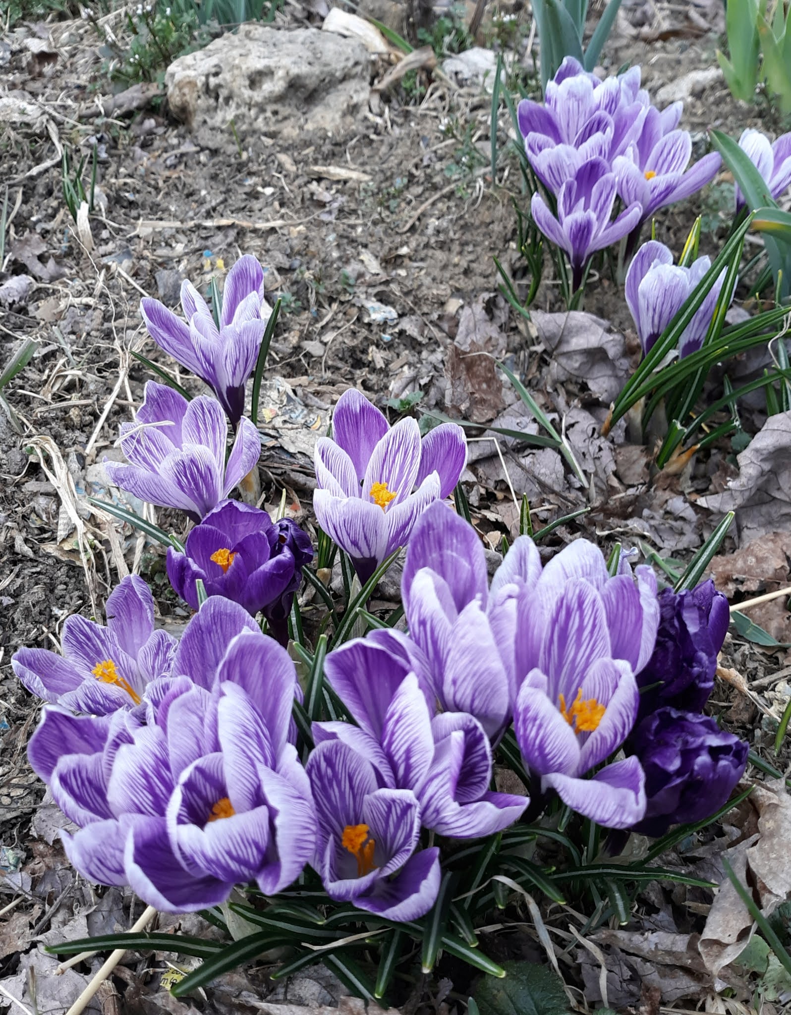 Cottontail Farm Sap is done! Flowers.