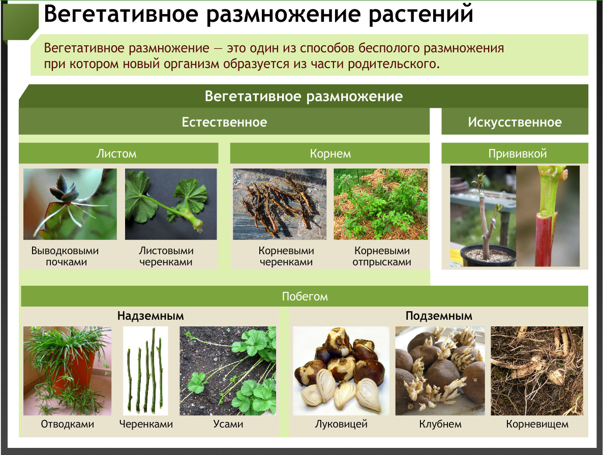 Растения размножающиеся вегетативным путем