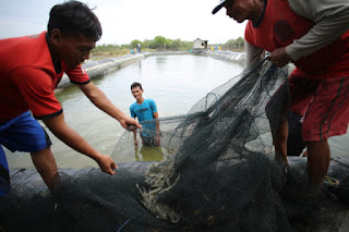 Kelompok Binaan Cirebon Power Berhasil Panen Udang Vaname 1 Ton Kelompok Binaan Cirebon Power Berhasil Panen Udang Vaname 1 Ton