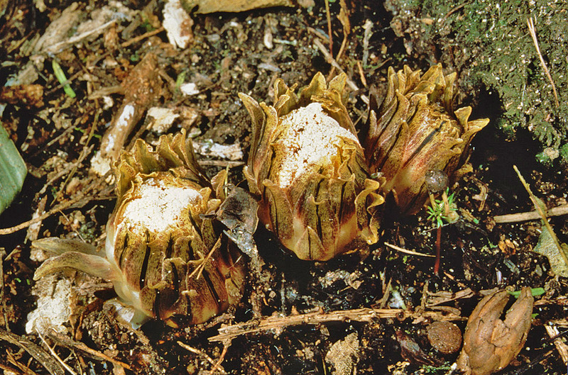 Magellan 2017 New Zealand Wildlife The Night (Te Po)