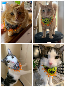 The Mini Pumpkin Trimmed Bandanna on Creepy Crafting with Cats ©BionicBasil®Halloween Special Fudge and Melvyn Modelling the Bandannas