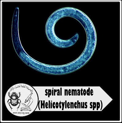 النيماتودا الحلزونية Spiral Nematode