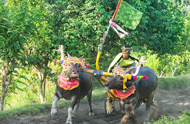 Гонки на буйволах на Бали. Фото: Vitaly Taisayev