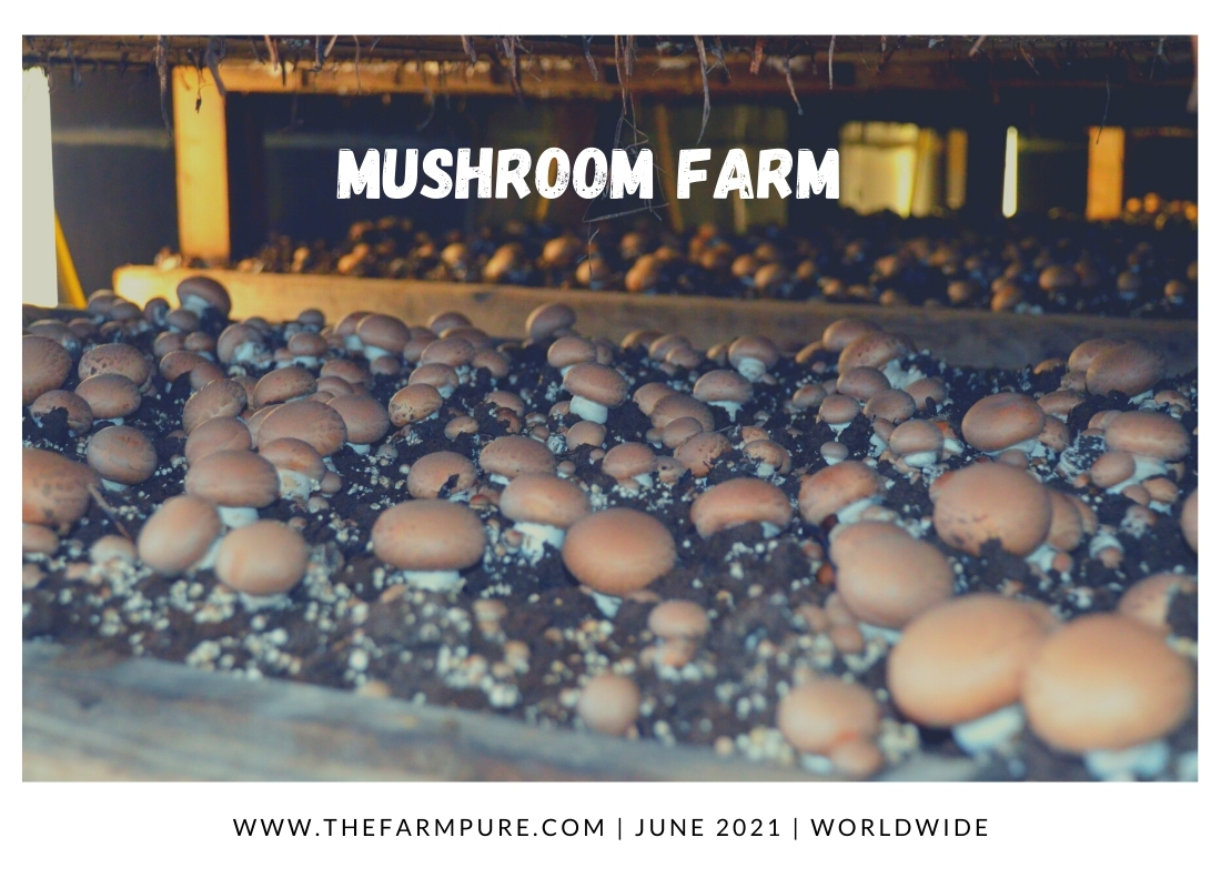 Top 10 Most Profitable Cash Crops The FarmPURE