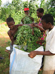 Harvesting Moringa leaves