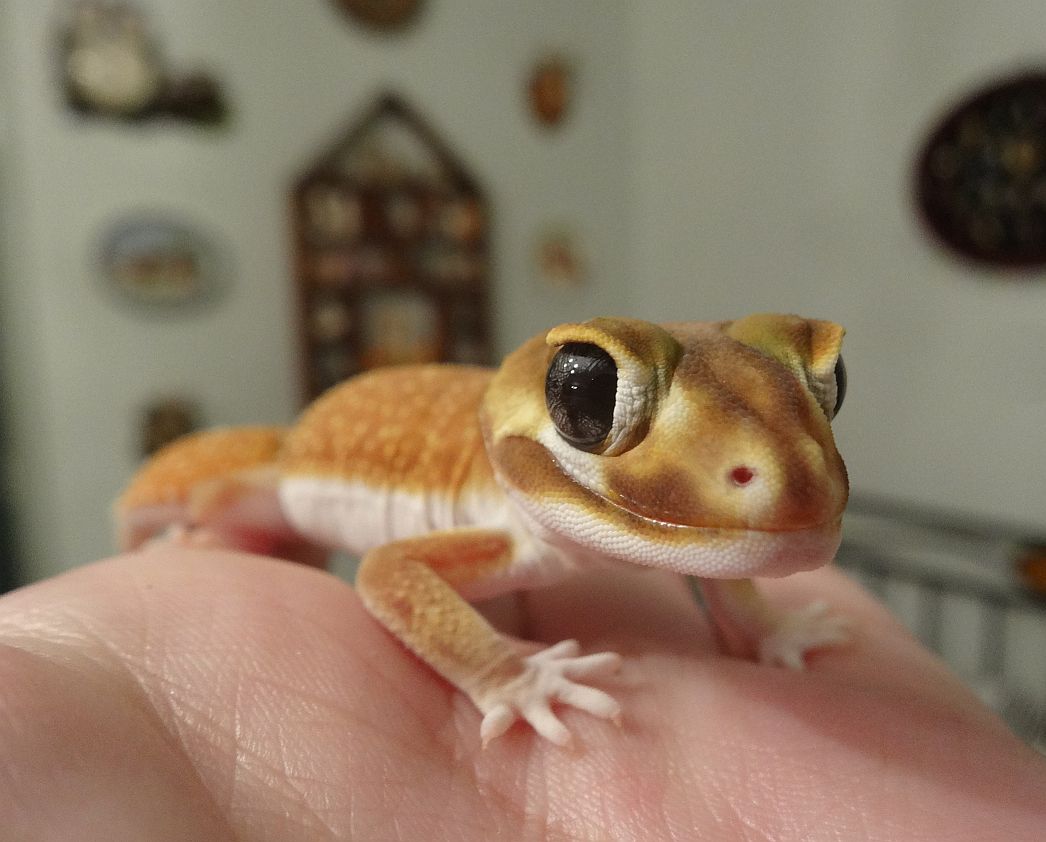 krafty panda: Meet Echo the Gecko.