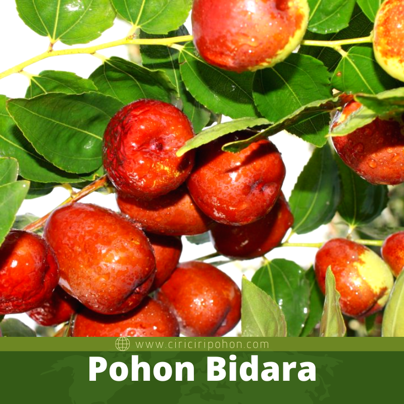 Pohon Bidara